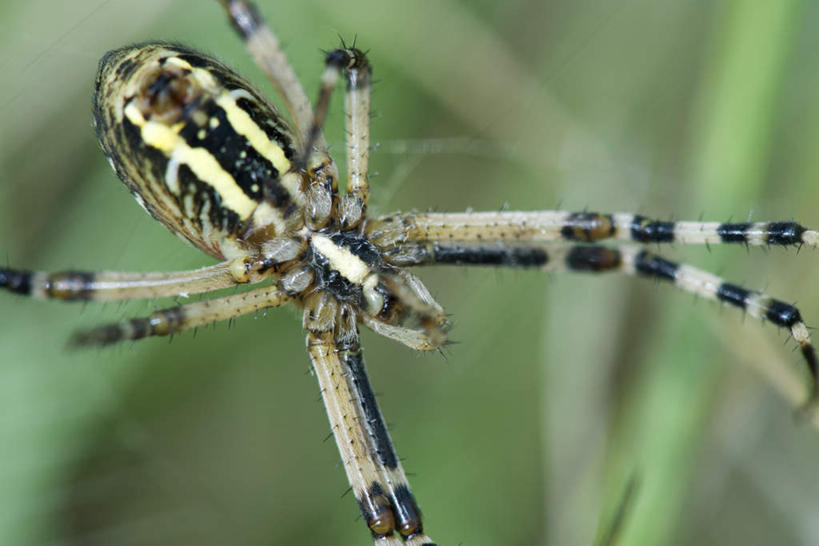 无人,横图,俯视,室外,特写,白天,草地,草坪,美景,植物,条纹,蜘蛛,景观,草,一只,绿色,自然,动物,爬,景色,蜘蛛丝,八脚螅,园蛛,自然风光,织网,节肢动物,益虫,波丝,彩图,高角度拍摄,全身