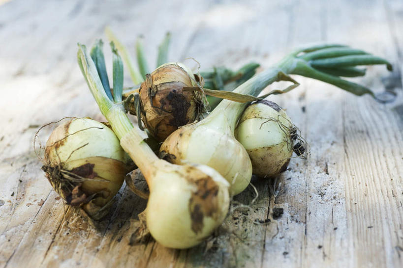 无人,横图,俯视,室内,特写,白天,白色背景,桌面,桌子,蔬菜,洋葱,许多,新鲜,木板,木头,木,皮,食品,食物,放,摄影,有机食品,绿色食品,影棚,圆葱,洋葱头,球葱,彩图,高角度拍摄,影棚拍摄,拍摄
