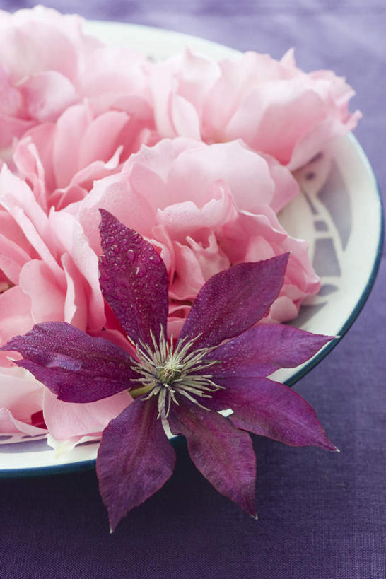 无人,竖图,俯视,室内,特写,白天,水,桌面,桌子,玫瑰,许多,紫色背景,装饰,盛开,盘,液体,水滴,铁线莲,浪漫,美丽,花蕾,花,花瓣,花朵,鲜花,粉色,盘子,花苞,花蕊,放,摄影,影棚,番莲,威灵仙,山木通,芬芳,彩图,高角度拍摄,影棚拍摄,拍摄