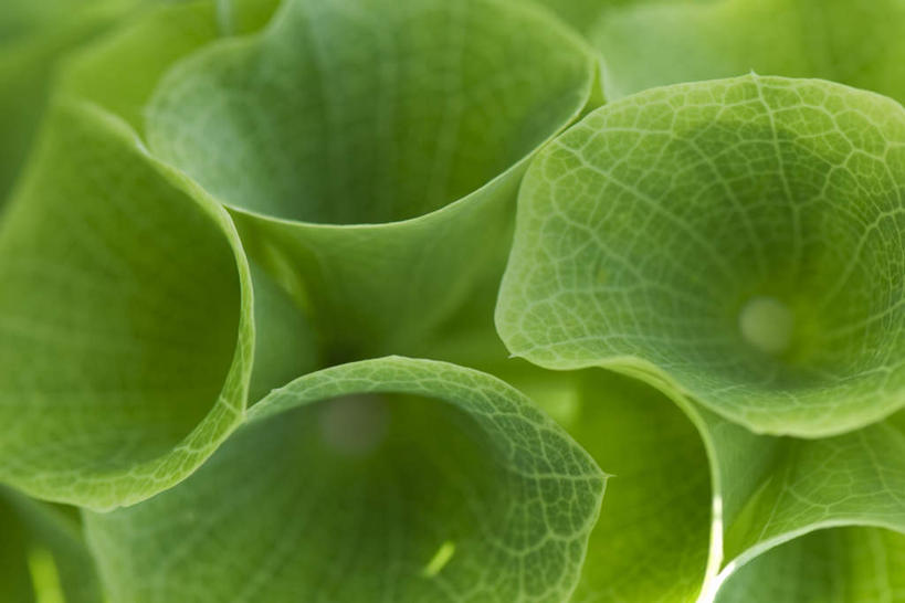 无人,横图,俯视,室外,特写,白天,美景,植物,叶子,许多,纹理,景观,荷叶,茎,绿叶,自然,嫩叶,景色,自然风光,叶,叶片,彩图,高角度拍摄