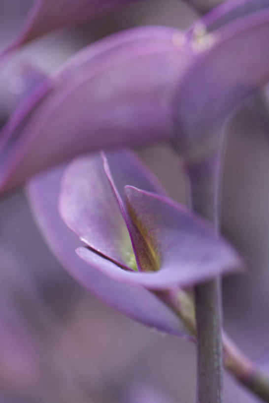 无人,竖图,俯视,室外,特写,白天,正面,美景,植物,叶子,许多,朦胧,模糊,纹理,景观,茎,紫色,自然,景色,自然风光,紫露草,叶,叶片,彩图,高角度拍摄