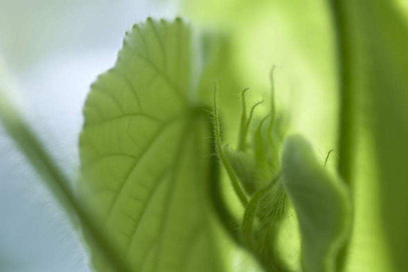 无人,横图,室外,特写,白天,正面,美景,植物,叶子,朦胧,模糊,弯曲,光线,纹理,景观,茎,绿叶,阳光,自然,嫩叶,须,景色,自然风光,叶,叶片,彩图