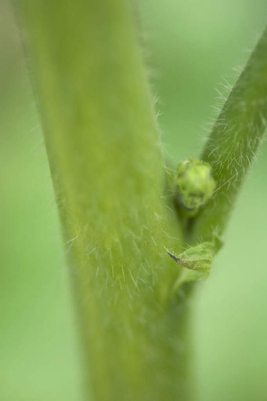 无人,竖图,俯视,室外,特写,白天,正面,美景,植物,朦胧,模糊,纹理,景观,茎,一个,自然,嫩芽,须,景色,单个,自然风光,彩图,高角度拍摄