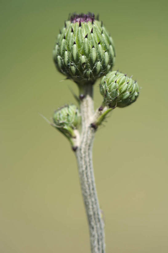 无人,竖图,室外,特写,白天,正面,仰视,美景,植物,朦胧,模糊,景观,茎,根,草药,药草,花蕾,中药,三个,自然,花苞,蓟,景色,伸直,自然风光,药材,中草药,中药材,本草,大蓟,刺蓟,山萝卜,彩图,低角度拍摄