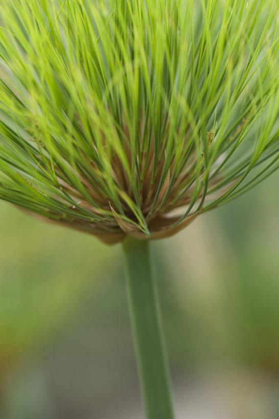 无人,竖图,室外,特写,白天,正面,美景,植物,叶子,朦胧,模糊,景观,茎,绿叶,根,一个,自然,嫩叶,刺,景色,单个,尖锐,自然风光,纸莎草,叶,叶片,彩图