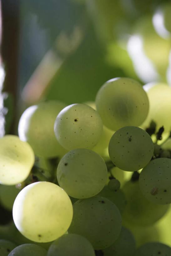 无人,竖图,室内,特写,白天,正面,仰视,葡萄,水果,朦胧,模糊,新鲜,圆形,圆,生食,食品,果实,食物,成熟,有机食品,绿色食品,山葫芦,蒲桃,草龙珠,彩图,低角度拍摄