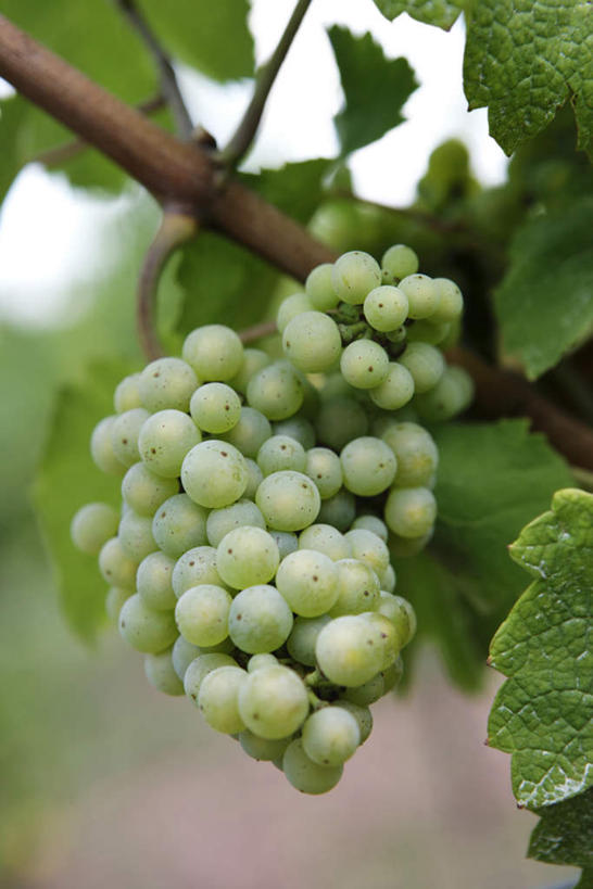 无人,竖图,室外,特写,白天,仰视,葡萄,水果,叶子,许多,朦胧,模糊,新鲜,生食,食品,果实,绿叶,串,食物,藤蔓,嫩叶,有机食品,绿色食品,葡萄藤,叶,叶片,山葫芦,蒲桃,草龙珠,彩图,低角度拍摄