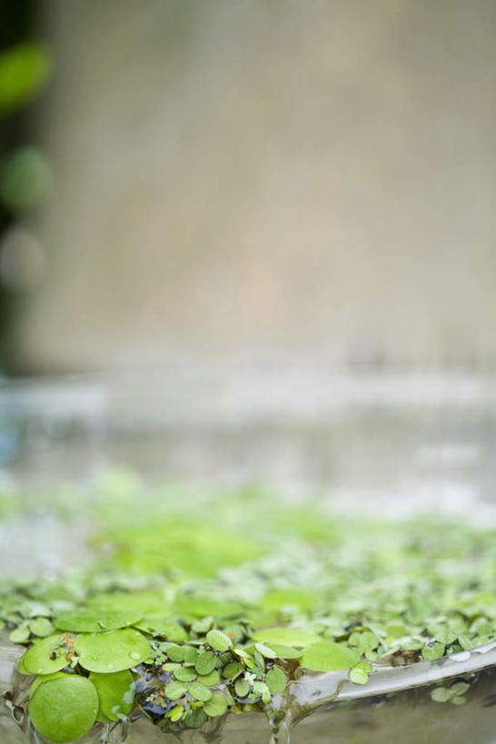 无人,竖图,俯视,室外,特写,白天,正面,草地,草坪,美景,水,植物,叶子,朦胧,模糊,液体,景观,水滴,绿叶,草,绿色,自然,嫩叶,景色,流动,溢出,自然风光,叶,叶片,彩图,高角度拍摄