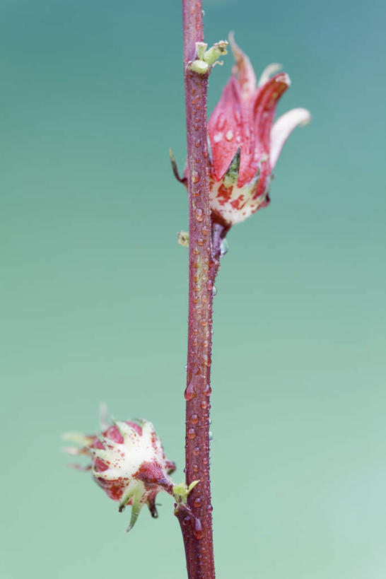 无人,竖图,室内,特写,白天,正面,绿色背景,朦胧,模糊,盛开,花蕾,花,花瓣,花朵,鲜花,一朵,红色,花苞,花茎,花蕊,摄影,影棚,彩图,影棚拍摄,拍摄