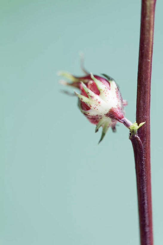 无人,竖图,室内,特写,白天,正面,静物,绿色背景,朦胧,模糊,盛开,花蕾,花,花瓣,花朵,鲜花,一朵,红色,花苞,花茎,花蕊,摄影,影棚,彩图,影棚拍摄,拍摄