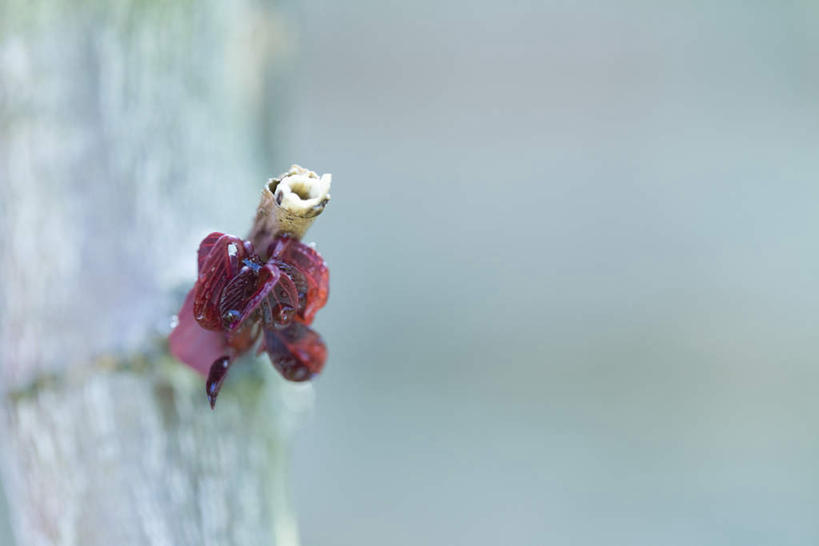 无人,横图,室内,特写,白天,正面,植物,朦胧,模糊,枝条,树,树木,树枝,一个,绿色,自然,生长,单个,成长,损坏,毁灭,彩图