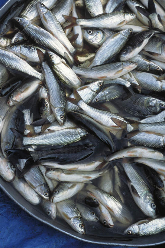 海鲜,无人,竖图,俯视,室外,特写,白天,水,一堆,许多,堆叠,堆积,鱼,盆子,液体,水滴,水产,海洋生物,一个,单个,堆,鲱鱼,水生动物,海产品,水生物,海底动物,彩图,高角度拍摄