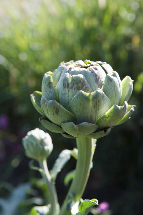 无人,竖图,室外,特写,白天,正面,草地,草坪,美景,植物,许多,阴影,朦胧,模糊,光线,影子,景观,草药,药草,中药,草,绿色,阳光,自然,蓟,景色,自然风光,药材,中草药,中药材,本草,大蓟,刺蓟,山萝卜,彩图