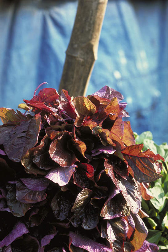 无人,竖图,室外,特写,白天,正面,叶子,一堆,一根,许多,阴影,堆叠,堆积,光线,影子,竹竿,红色,绿色,阳光,堆,叶,叶片,彩图