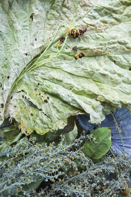 无人,竖图,俯视,室外,特写,白天,叶子,许多,枯萎,泥土,土,绿叶,腐烂,叶,叶片,彩图,高角度拍摄