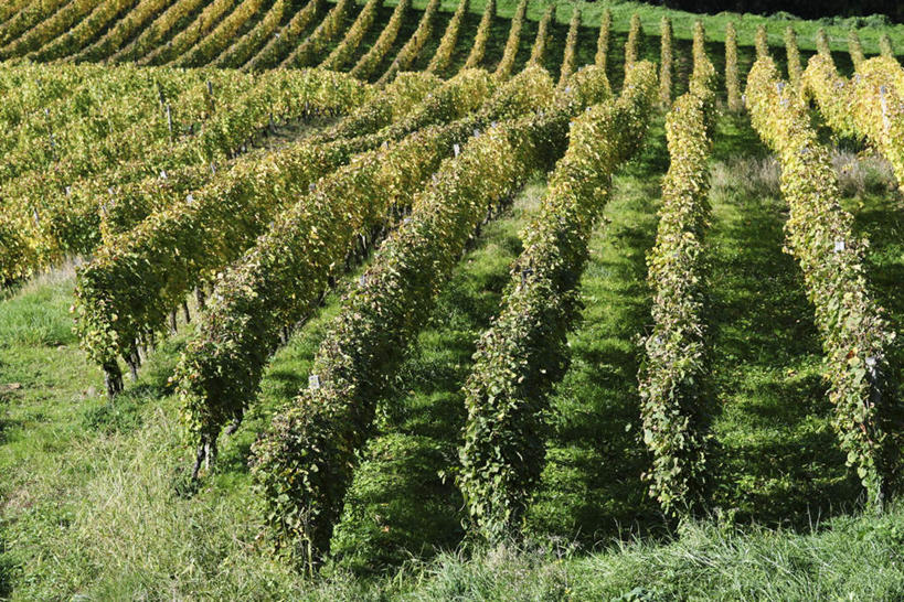 无人,果园,横图,俯视,室外,白天,旅游,度假,草地,草坪,美景,田园,植物,一排,许多,阴影,整齐,光线,影子,景观,葡萄树,娱乐,葡萄园,草,树,树木,排列,绿色,阳光,自然,庄园,享受,休闲,景色,放松,生长,成长,队列,自然风光,彩图,高角度拍摄