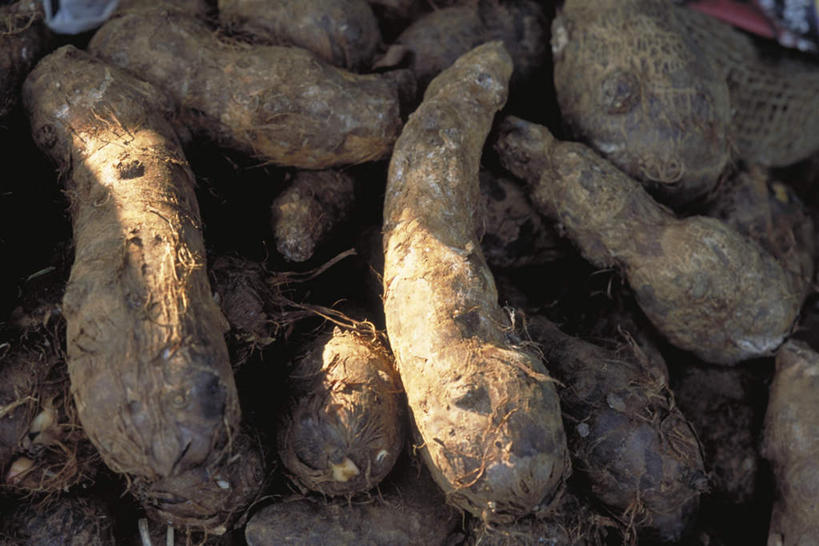 无人,横图,俯视,室外,特写,白天,蔬菜,一堆,许多,阴影,堆叠,堆积,新鲜,光线,影子,山药,食品,食物,阳光,有机食品,绿色食品,堆,薯蓣,怀山药,淮山药,玉延,山薯,彩图,高角度拍摄