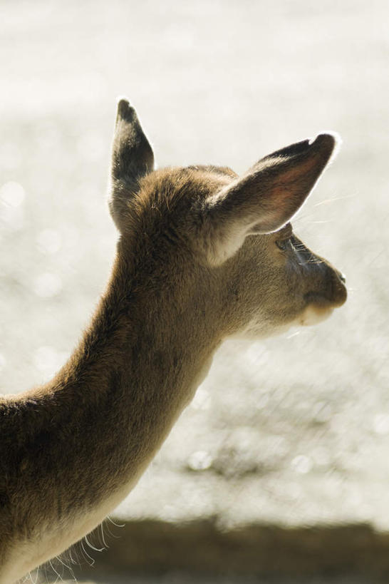 无人,竖图,室外,特写,白天,正面,鹿,野生动物,阴影,光线,影子,地面,注视,一只,黄色,阳光,动物,观察,看,趴着,可爱,活泼,观看,察看,毛发,关注,趴,彩图