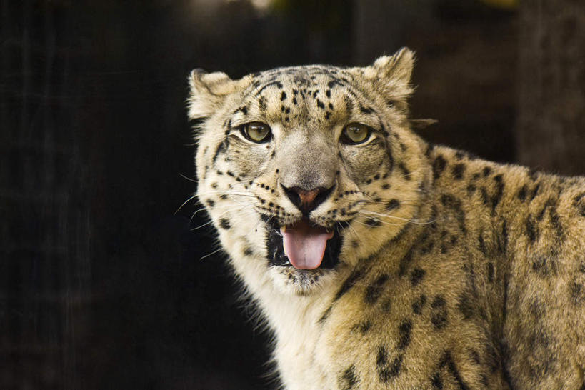 无人,站,横图,室外,特写,白天,正面,豹子,野生动物,阴影,花纹,光线,影子,斑点,注视,吐舌头,一只,黄色,阳光,动物,观察,看,伸舌头,站着,转头,吐舌,观看,察看,毛发,关注,金钱豹,印度豹,凶猛,文豹,残暴,凶残,猎豹,花豹,豹,站立,半身,彩图