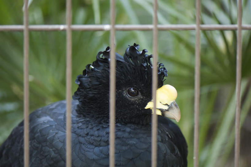 无人,站,横图,室外,特写,白天,正面,植物,鸟,叶子,朦胧,模糊,金属,鸟类,绿叶,鸟笼,注视,一只,绿色,黑色,自然,铁丝,观察,看,站着,嫩叶,观看,察看,毛发,关注,凤冠雉,库拉索鸟,叶,叶片,站立,半身,彩图