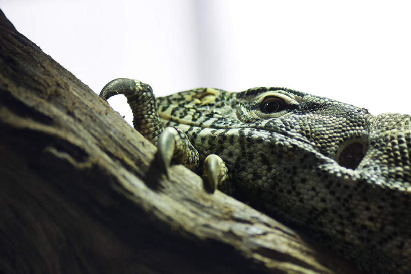 无人,横图,室外,白天,正面,植物,野生动物,蜥蜴,阴影,光线,影子,注视,树,树干,树木,一只,绿色,阳光,自然,动物,观察,看,趴着,生长,成长,观看,察看,关注,石龙子,鬃狮蜥,山龙子,石蜴,泉龙,猪婆蛇,五寸棍,四脚蛇,蜴,守宫,趴,彩图