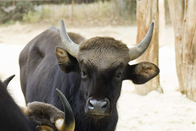 无人,站,横图,俯视,室外,特写,白天,草地,草坪,植物,牛,阴影,朦胧,模糊,弯曲,光线,影子,注视,家禽,草,树,树干,树木,绿色,阳光,自然,动物,观察,看,站着,两只,家畜,牲畜,生长,成长,观看,察看,尖锐,关注,牛角,站立,彩图,高角度拍摄