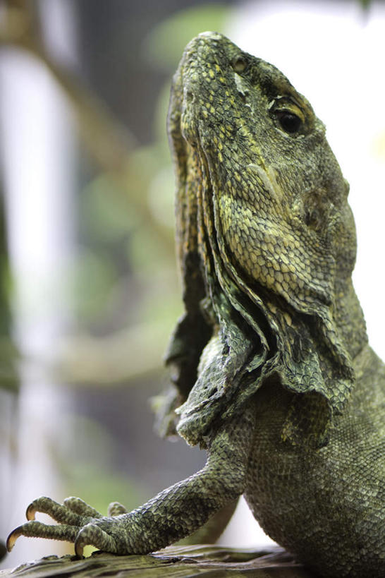 无人,站,竖图,室外,特写,白天,侧面,植物,野生动物,蜥蜴,叶子,阴影,朦胧,模糊,光线,影子,绿叶,注视,树,树木,一只,绿色,阳光,自然,动物,看,站着,嫩叶,活泼,生长,成长,关注,凶猛,石龙子,鬃狮蜥,山龙子,石蜴,泉龙,猪婆蛇,五寸棍,四脚蛇,叶,叶片,守宫,抬头,仰头,站立,彩图