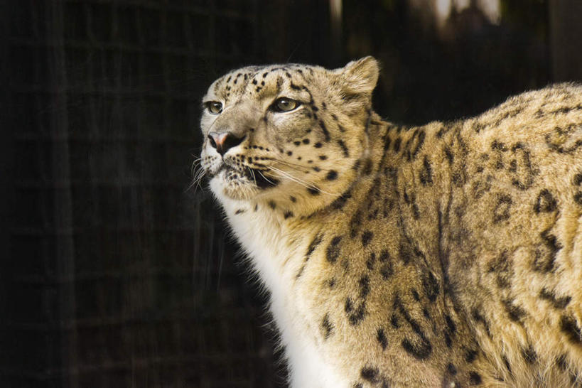 无人,站,横图,室外,特写,白天,侧面,野生动物,许多,阴影,花纹,光线,影子,斑点,注视,一只,黄色,阳光,动物,观察,看,站着,活泼,观看,察看,关注,凶猛,猎豹,豹,站立,半身,彩图