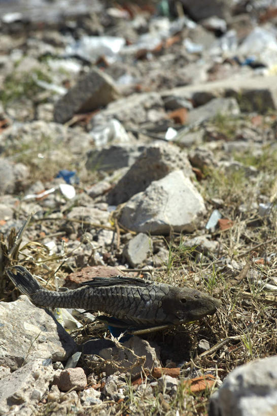 无人,竖图,俯视,室外,特写,白天,石头,植物,一条,许多,阴影,枯萎,光线,鱼,石子,影子,枯草,垃圾,草,黄色,阳光,动物,污染,死亡,石块,彩图,高角度拍摄