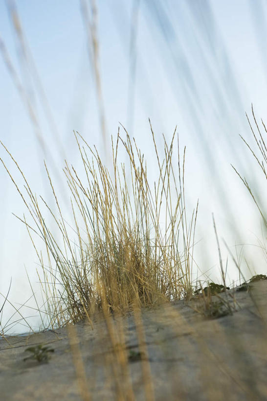 无人,竖图,室外,特写,白天,正面,旅游,度假,美景,沙滩,植物,许多,阴影,枯萎,光线,沙子,影子,海岸,景观,枯草,沙地,娱乐,草,黄色,蓝色,蓝天,天空,阳光,自然,天,享受,休闲,景色,放松,自然风光,滨草,海滩,彩图