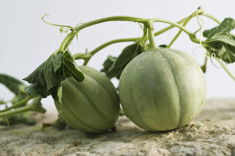 无人,横图,室外,特写,白天,正面,水,西瓜,静物,水果,叶子,朦胧,模糊,新鲜,液体,水滴,生食,食品,茎,果实,绿叶,藤,食物,两个,嫩叶,有机食品,绿色食品,叶,叶片,寒瓜,彩图