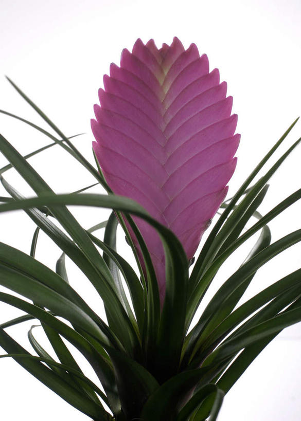 无人,竖图,室内,特写,白天,白色背景,正面,凤梨花,叶子,盛开,绿叶,花蕾,花,花瓣,花朵,鲜花,一朵,粉色,花苞,花蕊,嫩叶,摄影,影棚,完美,观赏凤梨,菠萝花,叶,叶片,彩图,影棚拍摄,拍摄