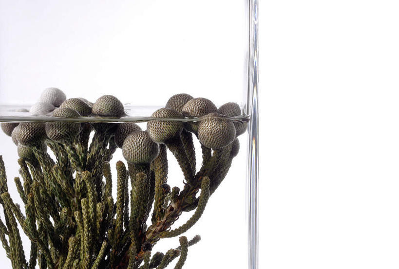 无人,横图,室内,特写,白天,白色背景,正面,水,静物,杯子,液体,水滴,水草,玻璃制品,水杯,摄影,影棚,水生植物,玻璃杯,彩图,影棚拍摄,拍摄