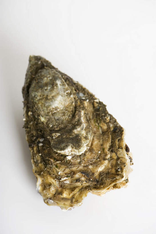 海鲜,无人,竖图,俯视,室内,特写,白天,白色背景,牡蛎,水产,海洋生物,一个,摄影,影棚,单个,生蚝,干,水生动物,海产品,水生物,海底动物,彩图,高角度拍摄,影棚拍摄,拍摄