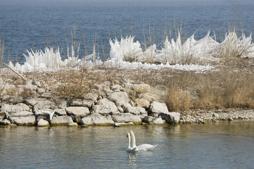 无人,横图,室外,白天,正面,河流,石头,美景,水,植物,天鹅,枯萎,石子,冰,河水,景观,水流,冬季,冬天,枯草,冰柱,草,黄色,白色,自然,动物,两只,家畜,景色,寒冷,可爱,游,活泼,自然风光,严寒,石块,岩石,彩图