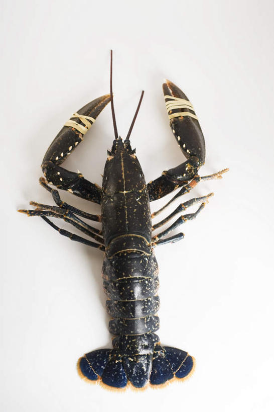 海鲜,龙虾,无人,竖图,俯视,室内,白天,白色背景,水产,海洋生物,一个,摄影,影棚,单个,死亡,水生动物,海产品,水生物,海底动物,彩图,高角度拍摄,影棚拍摄,拍摄,刺身