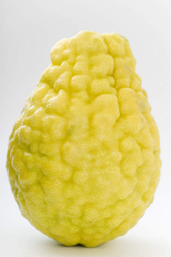 无人,竖图,室内,白天,白色背景,正面,水果,新鲜,生食,食品,果实,食物,一个,黄色,摄影,有机食品,绿色食品,影棚,单个,枸橼子,香橼,拘橼,彩图,影棚拍摄,拍摄