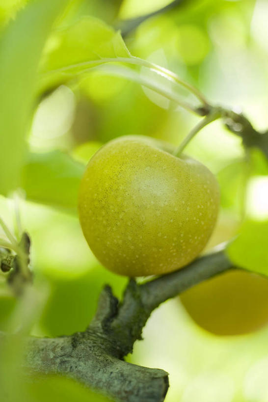 无人,果园,竖图,室外,特写,白天,仰视,树林,田园,植物,苹果,水果,朦胧,模糊,新鲜,生食,食品,青色,果实,果树,树,树木,食物,一个,绿色,自然,有机食品,绿色食品,生长,单个,成长,田庄,园子,彩图,低角度拍摄