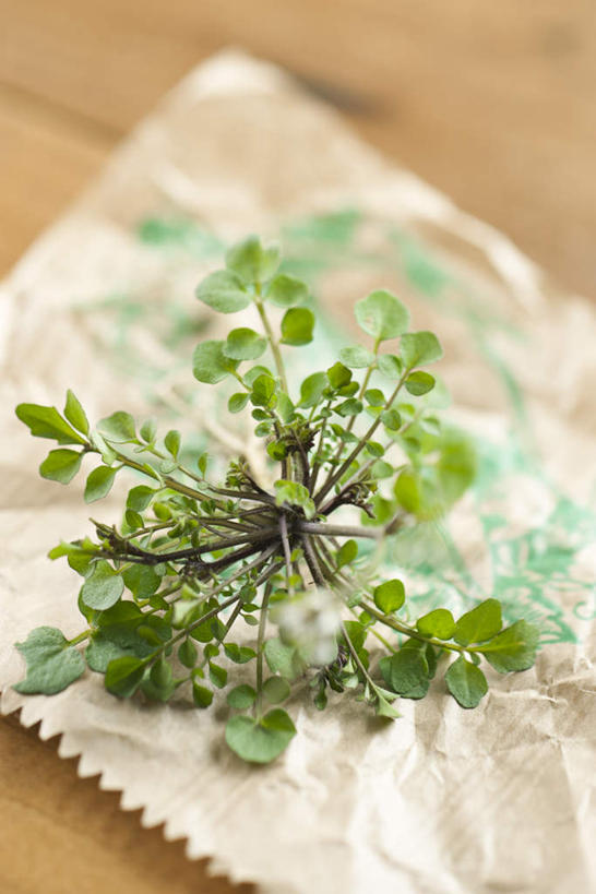 无人,竖图,俯视,室内,特写,白天,植物,桌子,叶子,一棵,朦胧,模糊,芳香,绿叶,绿色,香草,嫩叶,吉祥,百里香,麝香草,如意,眼镜布,勇气,勇敢,地椒,自尊,不屈,平安,叶,叶片,彩图,高角度拍摄