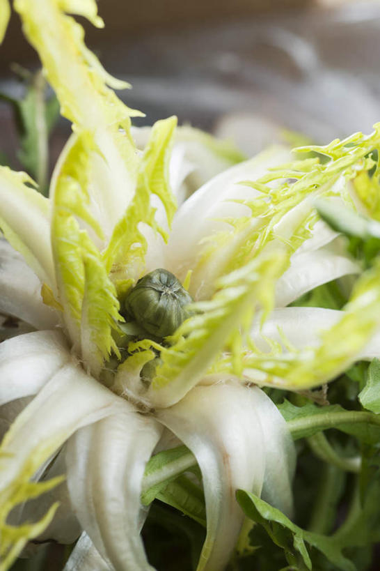 无人,竖图,室内,特写,白天,白色背景,正面,蔬菜,新鲜,菊苣,食品,药草,食物,一个,绿色,摄影,有机食品,绿色食品,影棚,单个,药材,彩图,影棚拍摄,拍摄