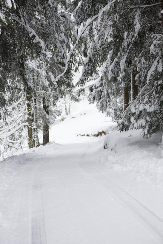 无人,竖图,室外,白天,正面,旅游,度假,美景,森林,树林,植物,松树,法国,欧洲,景观,痕迹,娱乐,树,树木,绿色,自然,享受,休闲,景色,放松,生长,成长,自然风光,杉树,坚定,法兰西共和国,法兰西第五共和国,长寿,贞洁,陈迹,彩图,胎印,轮胎印