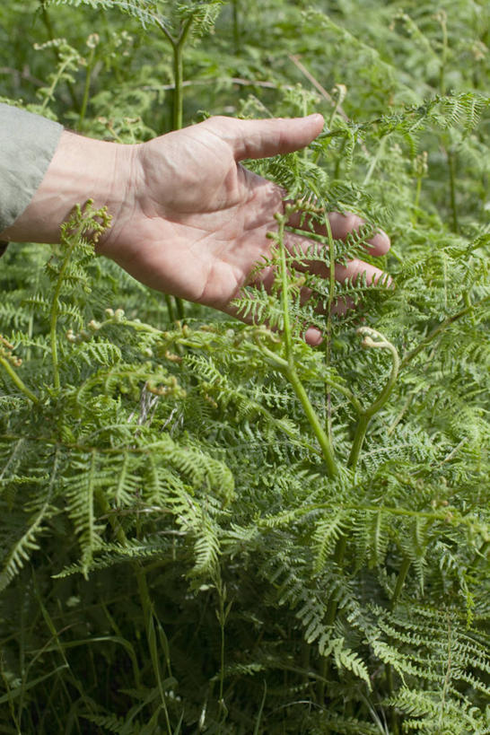 西方人,手,一个人,摸,竖图,俯视,室外,特写,白天,植物,欧洲,欧洲人,仅一个男性,仅一个人,抚摸,服装,朦胧,模糊,休闲装,仅一个年轻男性,衣服,绿色,自然,休闲,手部,休闲服,服饰,生长,成长,单手,蕨类,蕨类植物,蹄盖蕨,男人,男性,年轻男性,白种人,触摸,接触,半身,彩图,高角度拍摄