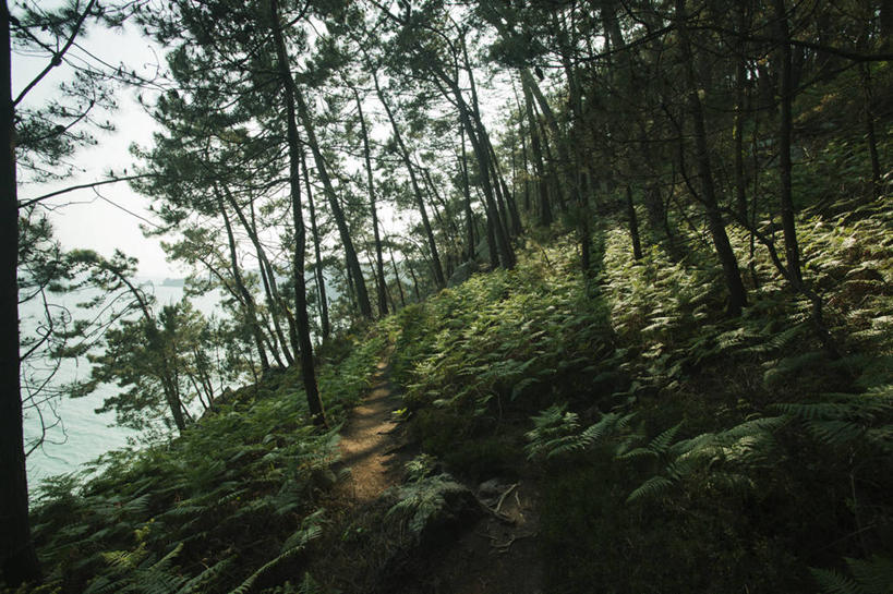 无人,横图,室外,白天,仰视,旅游,度假,草地,草坪,美景,森林,山,山脉,树林,植物,法国,欧洲,阴影,光线,影子,景观,山峰,山峦,娱乐,草,树,树木,绿色,阳光,自然,群山,享受,休闲,景色,放松,生长,成长,布列塔尼,自然风光,法兰西共和国,法兰西第五共和国,菲尼斯泰尔省,布列塔尼地区,非尼斯泰尔省,彩图,低角度拍摄,克罗松半岛