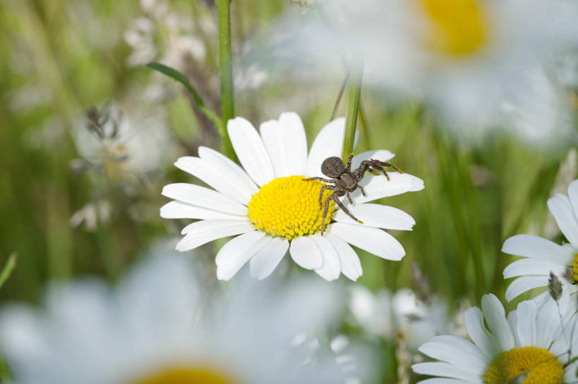 无人,横图,室外,特写,白天,正面,花海,花圃,美景,植物,叶子,阴影,朦胧,模糊,盛开,光线,昆虫,蜘蛛,影子,景观,花蕾,停留,花,花瓣,花朵,花卉,鲜花,一只,黄色,绿色,白色,阳光,自然,动物,花丛,花束,花田,花苞,花蕊,趴着,景色,八脚螅,自然风光,节肢动物,益虫,波丝,蟹蛛,趴,彩图,全身