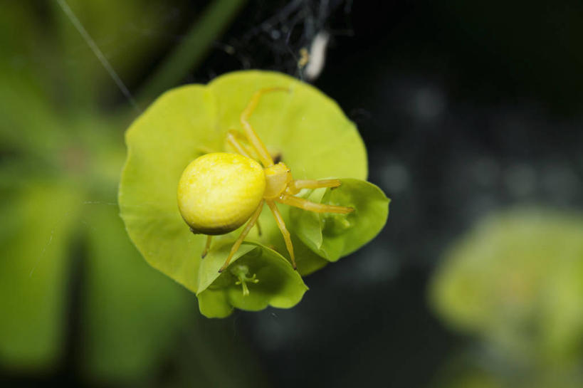 无人,横图,室外,特写,白天,美景,植物,叶子,阴影,朦胧,模糊,光线,昆虫,蜘蛛,纹理,影子,景观,绿叶,背面,绿色,阳光,自然,动物,趴着,嫩叶,景色,八脚螅,自然风光,伪装,节肢动物,益虫,肌理,波丝,假装,叶,叶片,叶脉,趴,彩图,全身