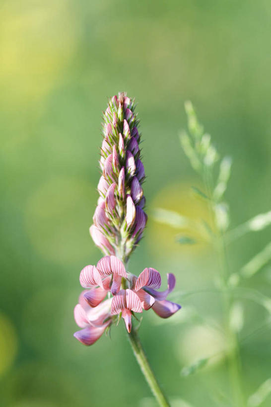 无人,竖图,室外,特写,白天,正面,草地,草坪,美景,植物,叶子,朦胧,模糊,盛开,景观,绿叶,花蕾,草,花,花瓣,花朵,鲜花,绿色,自然,花苞,花蕊,嫩叶,景色,自然风光,牧草,红豆草,叶,叶片,彩图