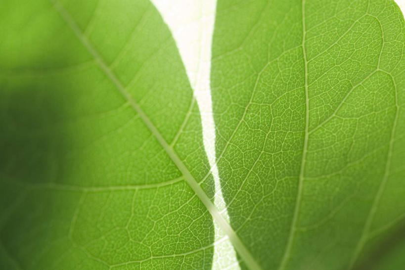 无人,横图,室内,特写,白天,正面,叶子,两片,阴影,反射,影子,绿叶,嫩叶,叶,叶片,叶脉,彩图