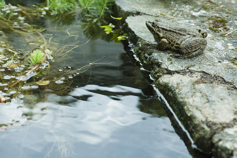 无人,横图,俯视,室外,特写,白天,草地,草坪,石头,植物,蟾蜍,野生动物,阴影,波纹,裂痕,光线,细菌,石子,影子,水塘,注视,草,一只,蓝色,绿色,蓝天,水纹,天空,阳光,动物,波浪,天,观察,看,趴着,观看,察看,关注,病菌,传染,石块,趴,彩图,高角度拍摄