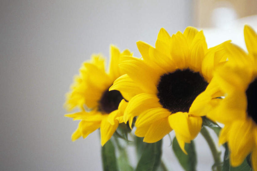 无人,横图,室内,特写,白天,正面,向日葵,一排,朦胧,模糊,整齐,盛开,花蕾,花,花瓣,花朵,鲜花,排列,黄色,花苞,花蕊,队列,朝阳花,葵花,望日莲,向阳花,转日莲,彩图