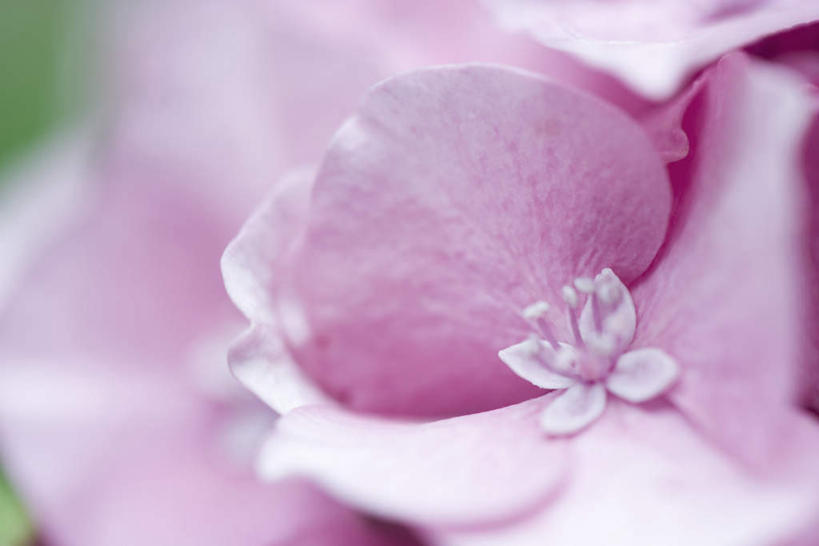 无人,横图,俯视,室外,特写,白天,美景,八仙花,朦胧,模糊,景观,一朵,粉色,自然,绣球花,景色,紫阳花,洋绣球,自然风光,草绣球,斗球,七变化,粉团花,彩图,高角度拍摄